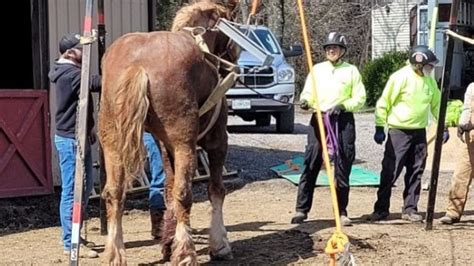 Rescue crews help 25-year-old Missouri horse recover after fall